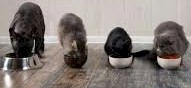 PET PRODUCTS